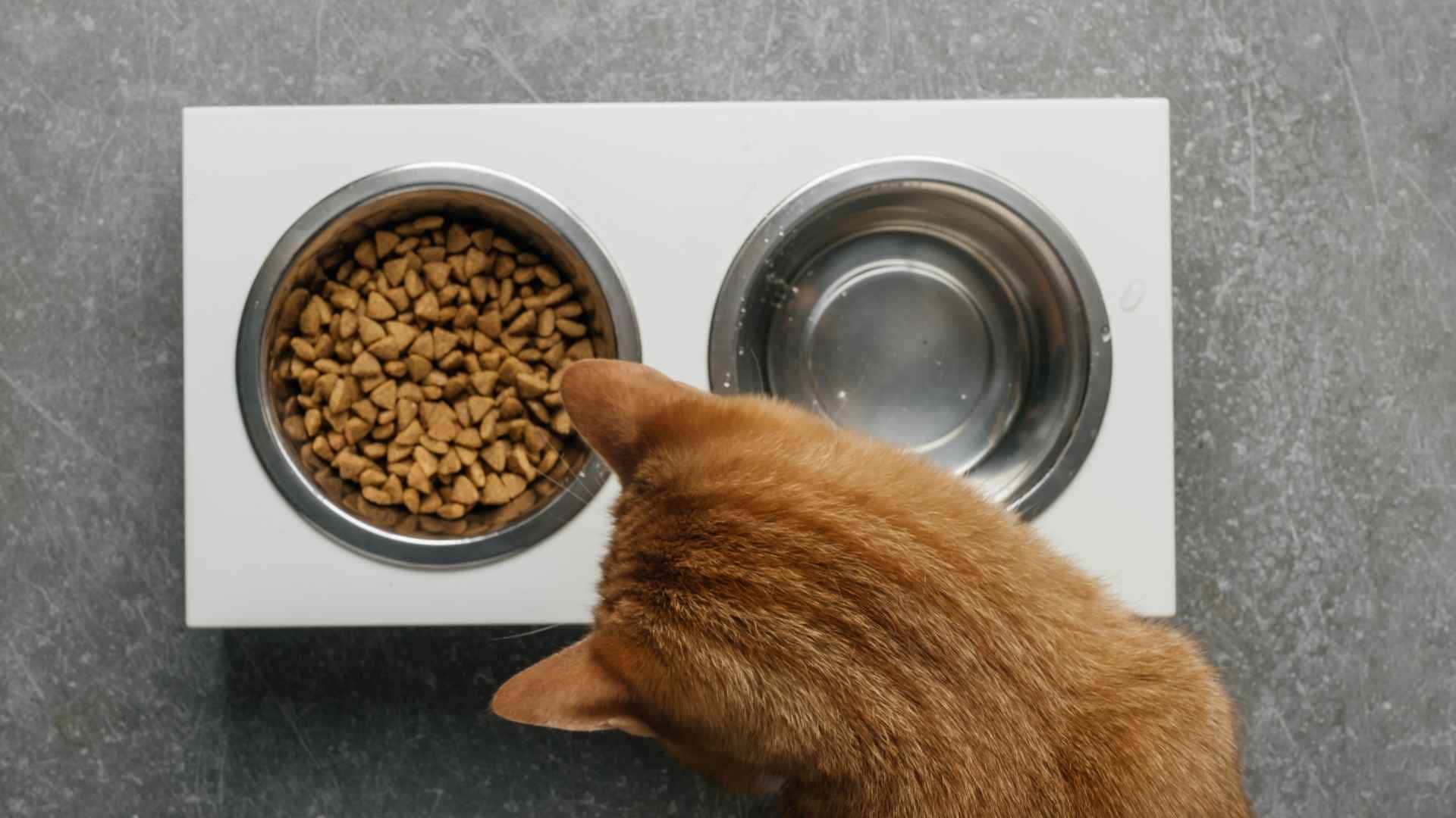 Gato comiendo pienso